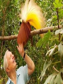 Film: David Attenborough: Rajští ptáci