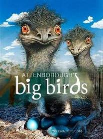 Film: David Attenborough: Velcí ptáci